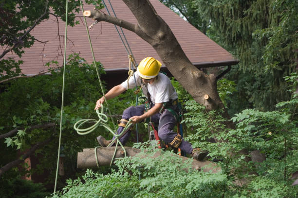 How Our Tree Care Process Works  in  Joppatowne, MD