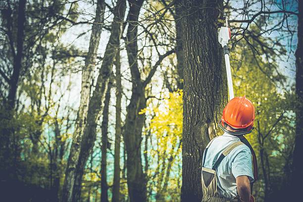 Trusted Joppatowne, MD Tree Care Experts